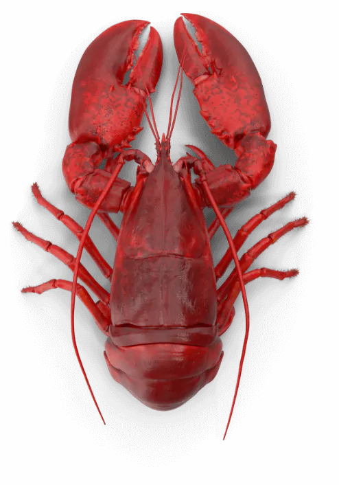 Lobster 207 - OSC Web Design Client Portfolio